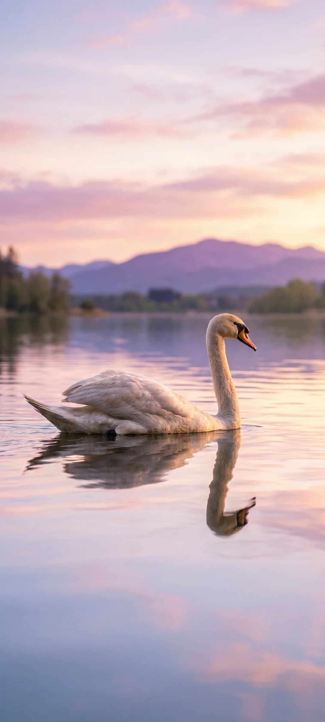 Dusk Afterglow Swan