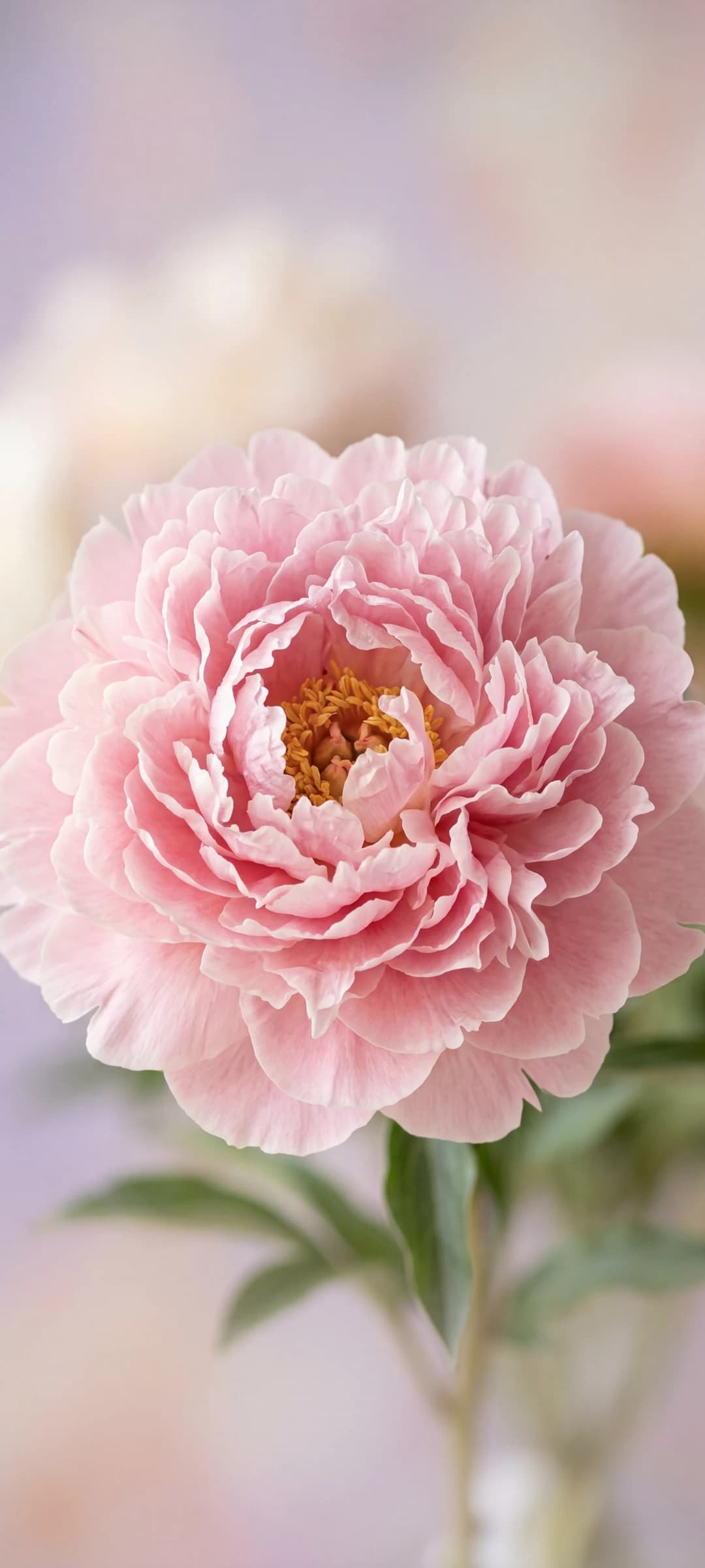 Pastel Peony